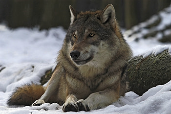 Animals, Winter, Forest, Wolf, Male, Leader, Ringleader HD wallpaper