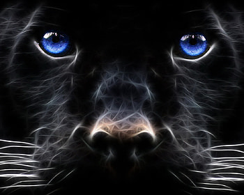 Black Cat, eyes, cat, black, dark HD wallpaper
