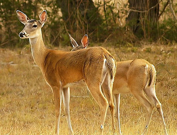 Mother and Little One, trees, fawn, ground, deer HD wallpaper