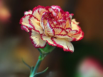 Carnation Love, friendship, desire, gladness, madly in love with you HD wallpaper