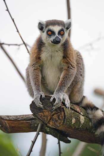 Funny, Animals, Wood, Tree, Sight, Opinion, Animal, Lemur HD phone wallpaper