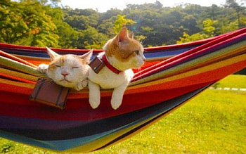 Cute Cats, cute, cat, pet, animals HD wallpaper