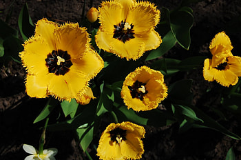 YellowForever, yellow, nature, flowers, tulips, spring HD wallpaper