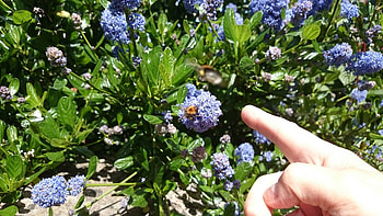 Look !!, Bee, Nature, Pollen, Flower HD wallpaper