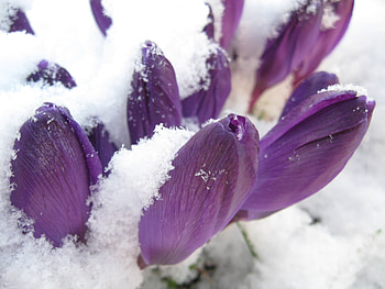 Flowers, Lilac, Spring, Snowdrop HD wallpaper