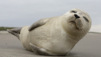 Grey Seal Pup, animal, seal, pup, grey HD wallpaper