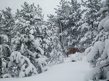 snow,winter,white,forest, winter, white, forest, snow HD wallpaper