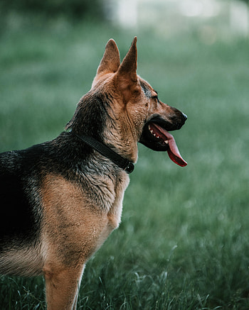 Animals, Dog, Pet, Protruding Tongue, German Shepherd, Tongue Sticking Out HD phone wallpaper