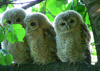 Owls, animal, bird, nature, owl, forest HD wallpaper