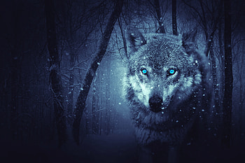 Fantasy Wolf , fantasy, wolf, artist, digital-art HD wallpaper