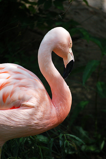 Neon flamingo , Unique stock , , Eye-catching HD phone wallpaper
