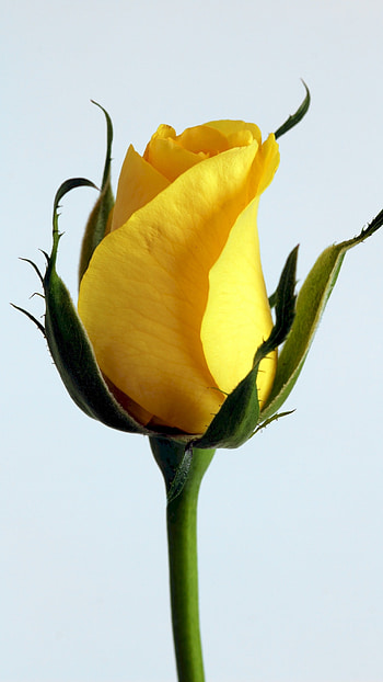 Yellow Rose, Beautiful, Rose Flower HD phone wallpaper