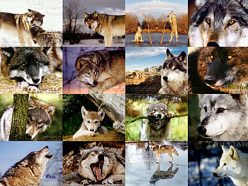A Lot Of Wolves!!!!, animal fox, black wolf, dogs, puppies, howling, red fox, timber wolf, animals, wolf pups, coyote, i love wolves, wolves, grey wolf, wildlife, red wolf, ponds, deer, wolves fighting, nature, wild dog HD wallpaper