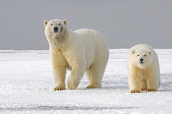 Animals, Ice, Snow, Bear, Predator, Sight, Opinion, Polar Bear HD wallpaper
