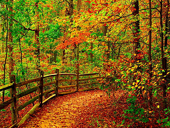 Autumn fence, colorful, path, fall, colors, leaves, fence, autumn colors, trees, autumn, forest HD wallpaper