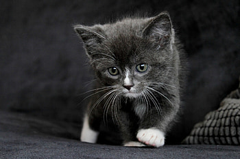 Kitten, sweet, animal, white, grey, cute, cat HD wallpaper