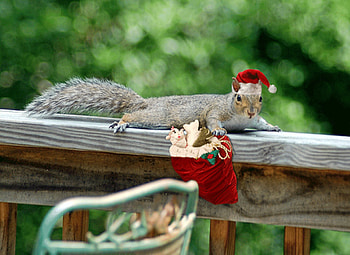 Santa Squirrel, Animals, Funny, Squirrels, Nuts HD wallpaper