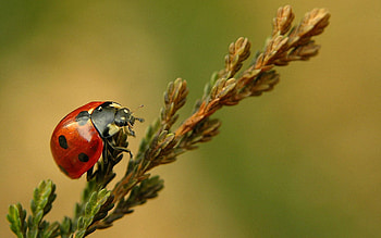 Macro, Close-Up, Branch, Ladybug, Ladybird, Crawl HD wallpaper