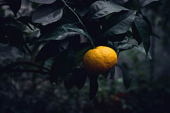 Food, Branch, Fruit, Citrus, Fetus, Mandarin, Tangerine HD wallpaper