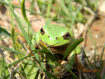 green frog, grass, nature, frog, forest HD wallpaper