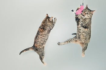 Two playful cats energetically jump with a pink toy against a light, minimal background. HD wallpaper