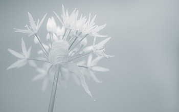 Background, Plant, Macro, Light, Light Coloured HD wallpaper