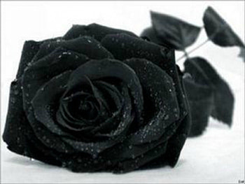black, w, wd, adw, wa HD wallpaper