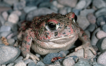 Toad , Eclectic collection, Toad species, Nature's wonders HD wallpaper