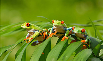 Captivating amphibious creature, Vibrant red-eyed frog, Stunning graphy, AZ Animals HD wallpaper