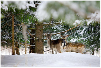 Deer in snow, winter, animal, life, deer, snow HD wallpaper