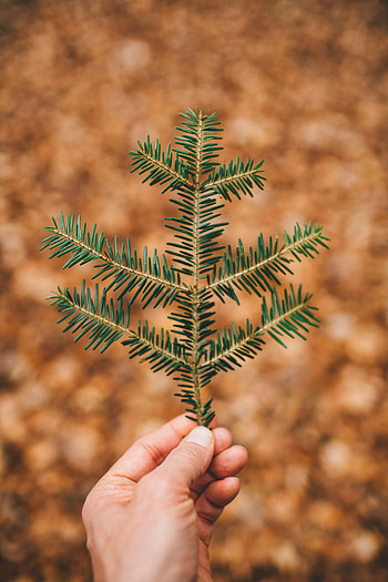 Needle, Hand, Miscellanea, Miscellaneous, Branch HD phone wallpaper