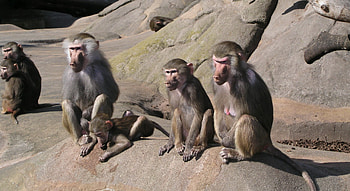 Lively baboon family, Baboon monkeys, Monkey kingdom, Nature's playground HD wallpaper