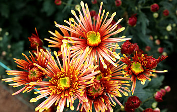 Plants, Flowers HD wallpaper