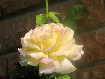 Beautiful Climbing rose, other, orange brick wall, pink edges, yellow HD wallpaper