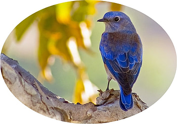 ◇Blue Bird◇, blue, wings, birds, bird HD wallpaper