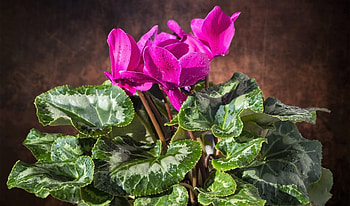 Cyclamen, flowers, nature, spring HD wallpaper