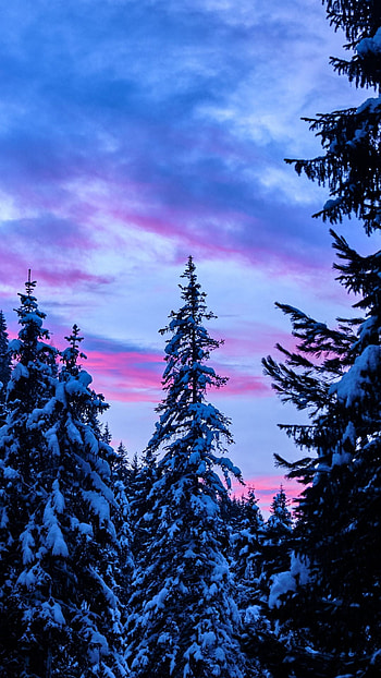 Wilderness adventure, Night sky, Spruce trees, Serene nature HD phone wallpaper