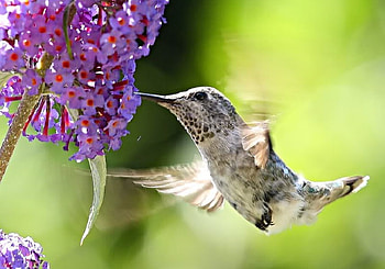 Hummingbird, purple, bird, flower HD wallpaper