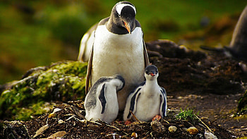 Penguin , Wide range of designs, Diverse penguin species, Nature's marvels HD wallpaper