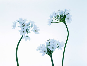 Plants, Flowers HD wallpaper