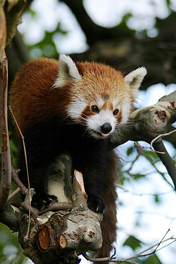 Animals, Trees, Animal, Protruding Tongue, Tongue Stuck Out, Red Panda HD phone wallpaper