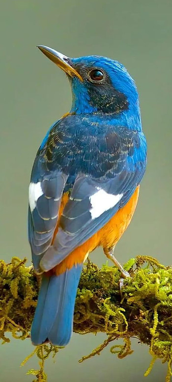 Nature, feather, beak, bird, water HD phone wallpaper