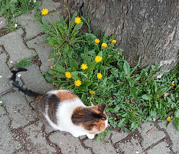 Cat and flowers, Lovely, Spring, Cats, Cute HD wallpaper