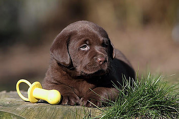 Cute baby lab (Nico), animal, dog, puppy, loyal, chocolate, cute HD wallpaper