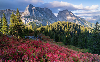 Red Carpet in Alps, Austria, flowers, national park, mountains HD wallpaper