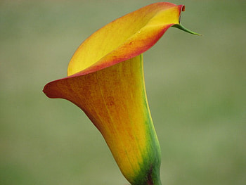 Flower, wonderful, eye catching, joyful HD wallpaper