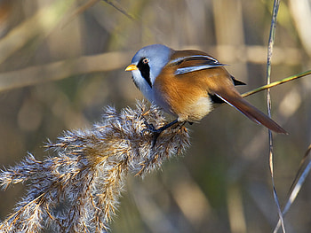 Bearded Tit, tit, bearded, reeds, phragmites HD wallpaper