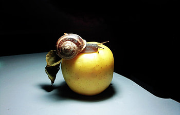 Animals, Snails HD wallpaper
