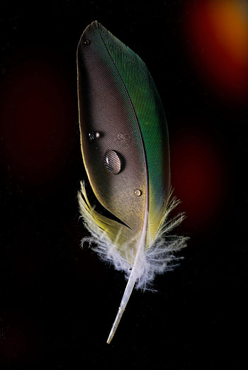 Drops, Feather, Macro, Pen HD phone wallpaper