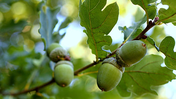 Captivating acorn , Striking , High-quality background, Visual appeal HD wallpaper